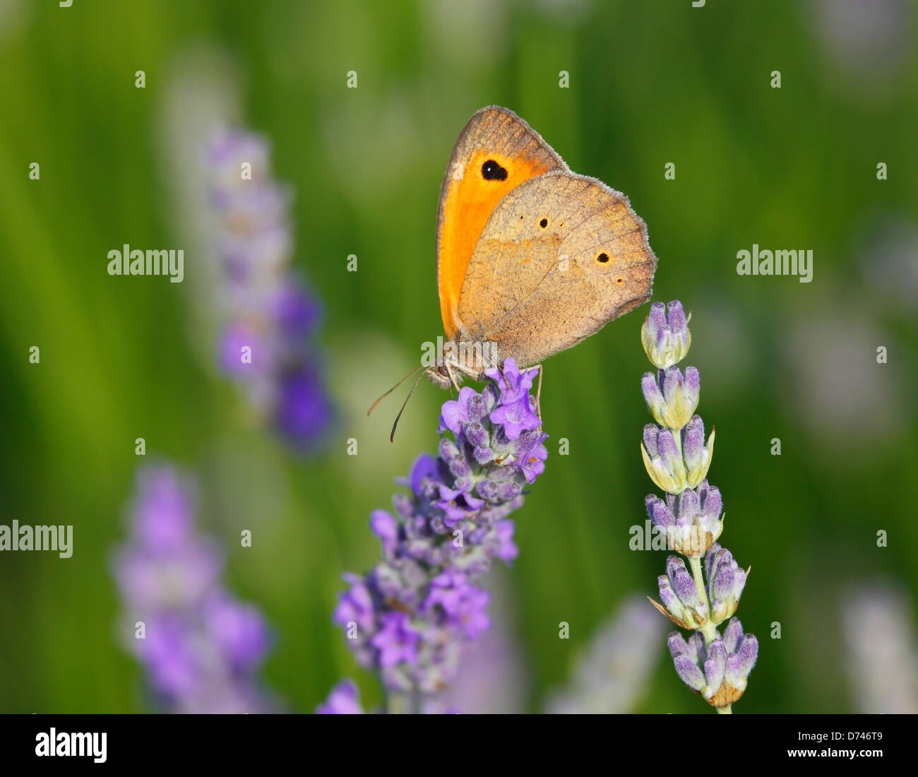 Lavender on island Hvar Croatia, meadow brown butterfly (maniola jurtina) Stock Photo