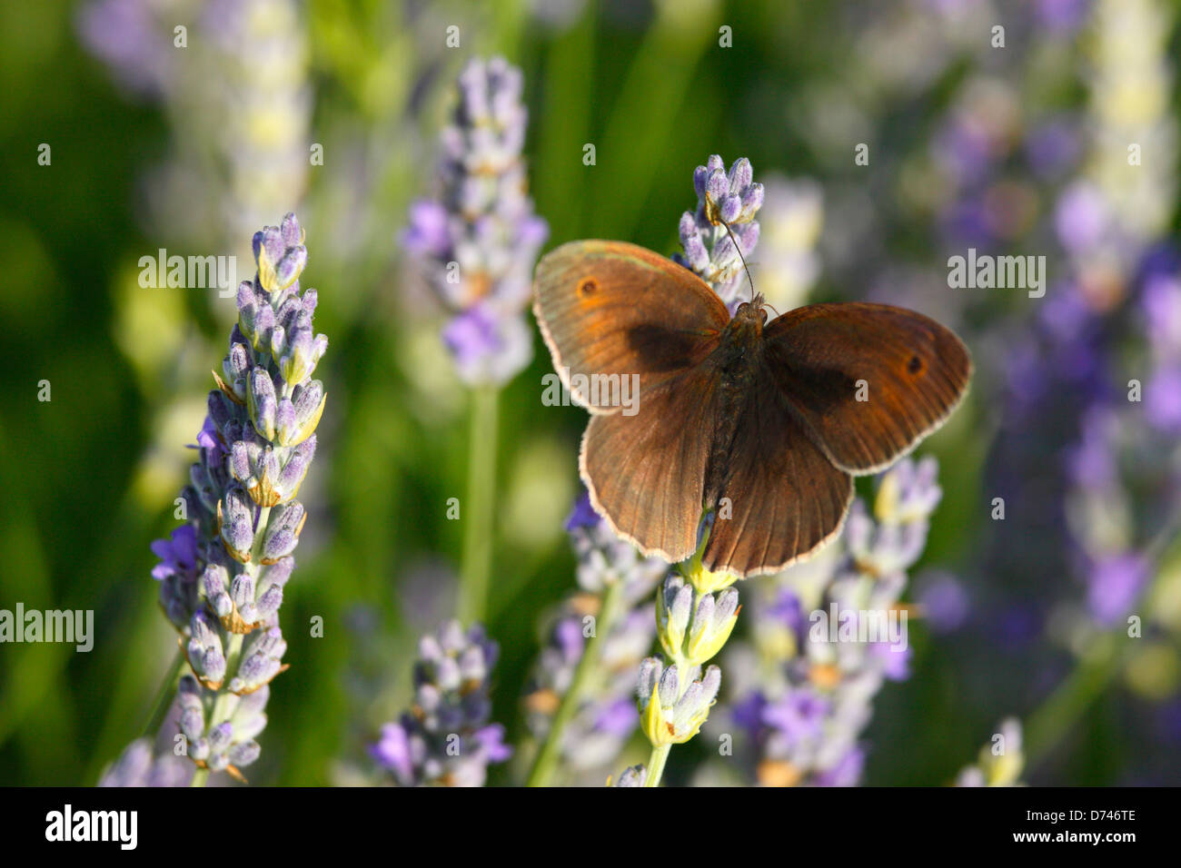 Lavender on island Hvar Croatia, Meadow brown butterfly Stock Photo
