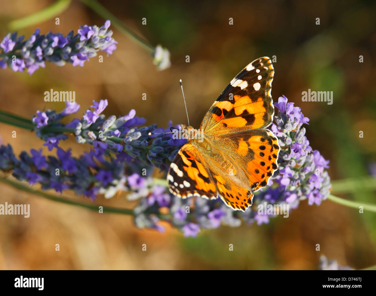 Painter Lady butterfly on the Lavender flowers Stock Photo