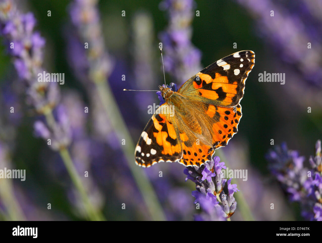 Painter Lady butterfly on the Lavender flowers Stock Photo
