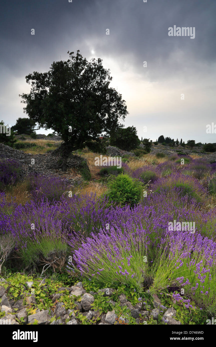 Lavender flowers on island Hvar Croatia Stock Photo Alamy