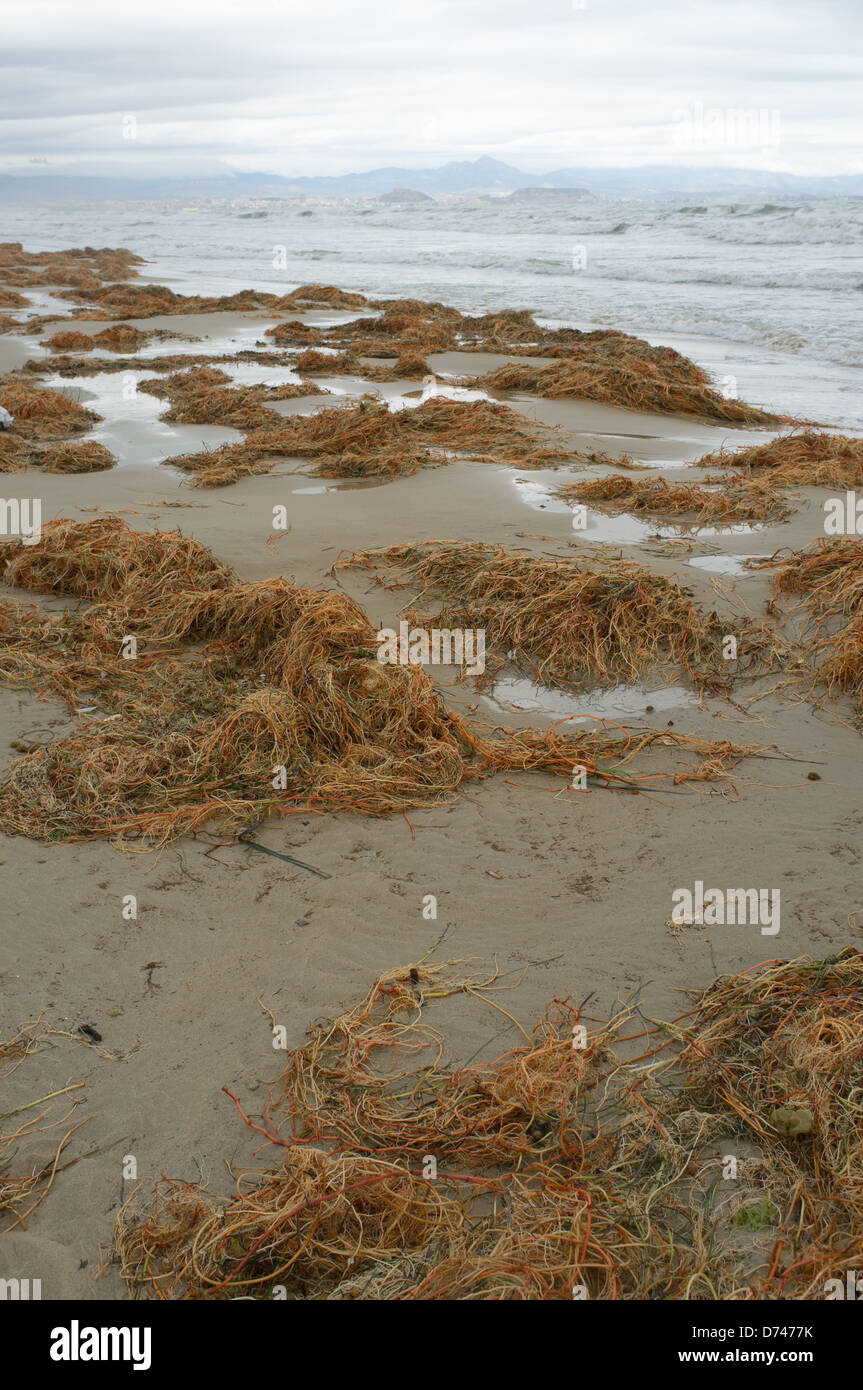 Rotting seaweed on the beach after a heavy storm Stock Photo Alamy