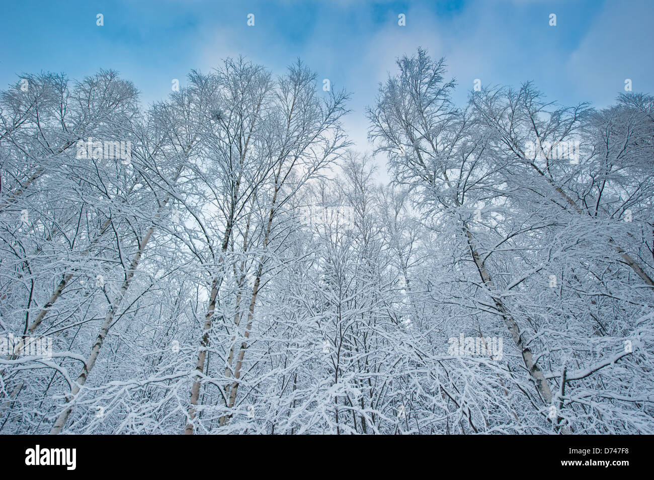 Trees covered in snow against a blue sky Stock Photo - Alamy