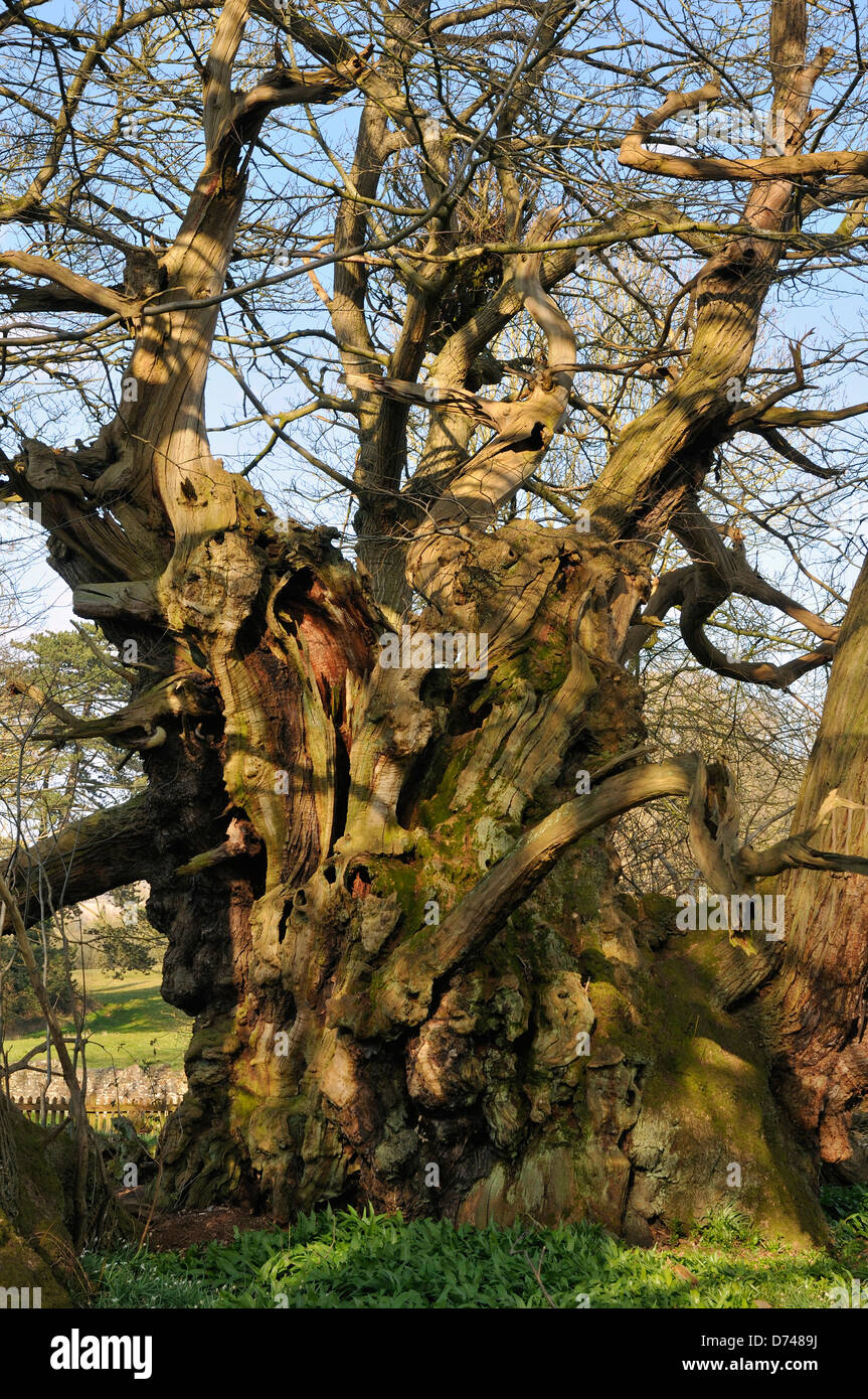 The Tortworth Chestnut Tree - Castanea sativa Over 800 years old Designated one of fifty Great British Trees Stock Photo