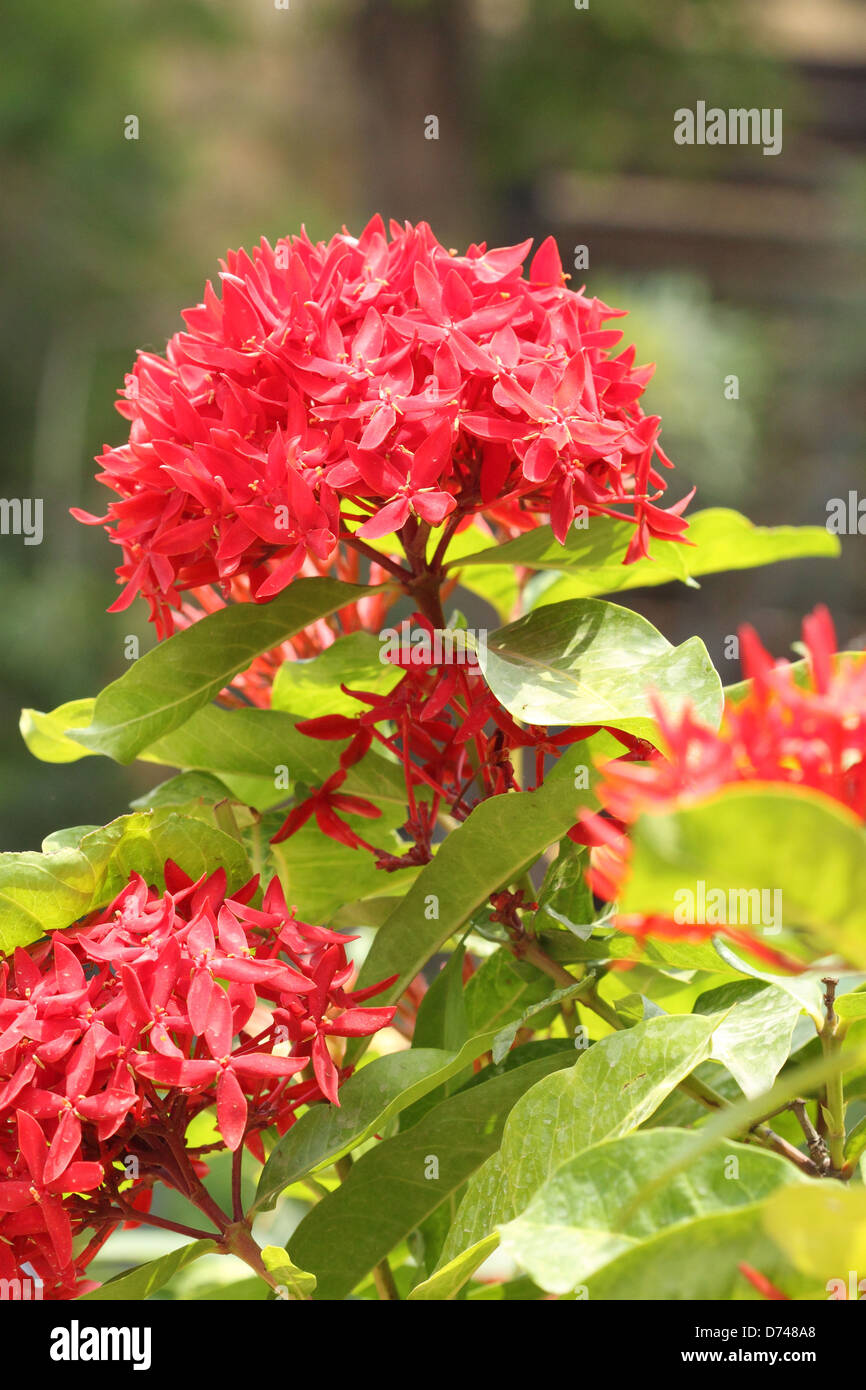 Jungle geranium (Ixora coccinea). Close-up. Red color Stock Photo