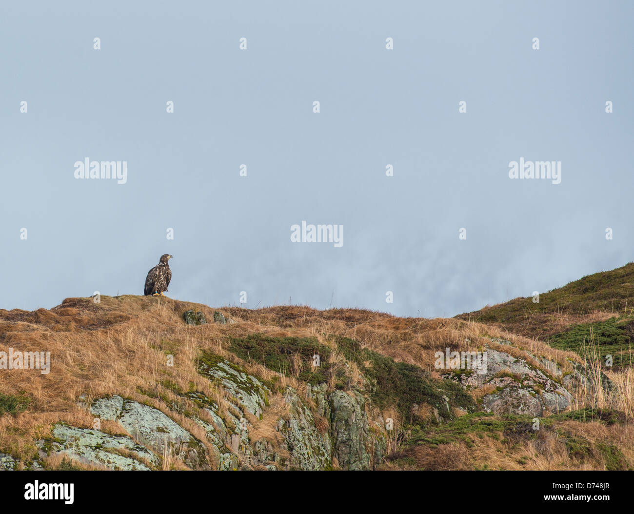 Sea eagle looking out over an island in an inlet in Sommarøy, Norway Stock Photo