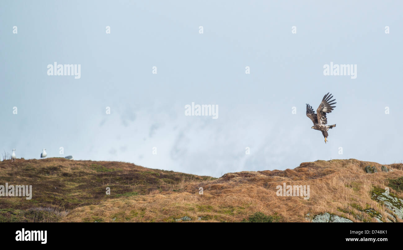 Sea eagle taking off from it's spot on the hill of an island in Sommarøy, Norway Stock Photo