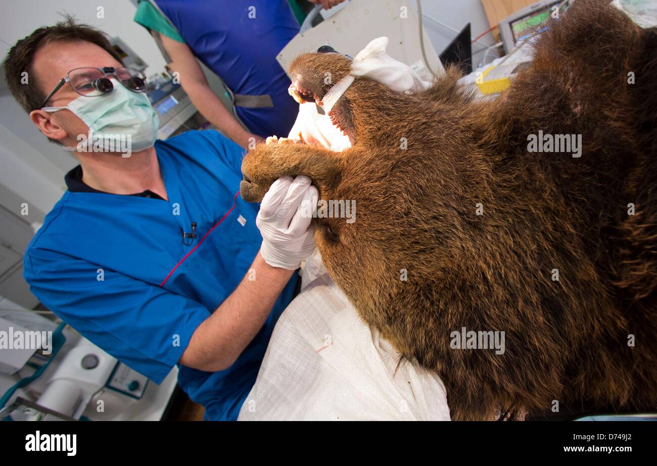 Dentist Marc Losse examines the teeth of a 20-year-old brown bear Siggi