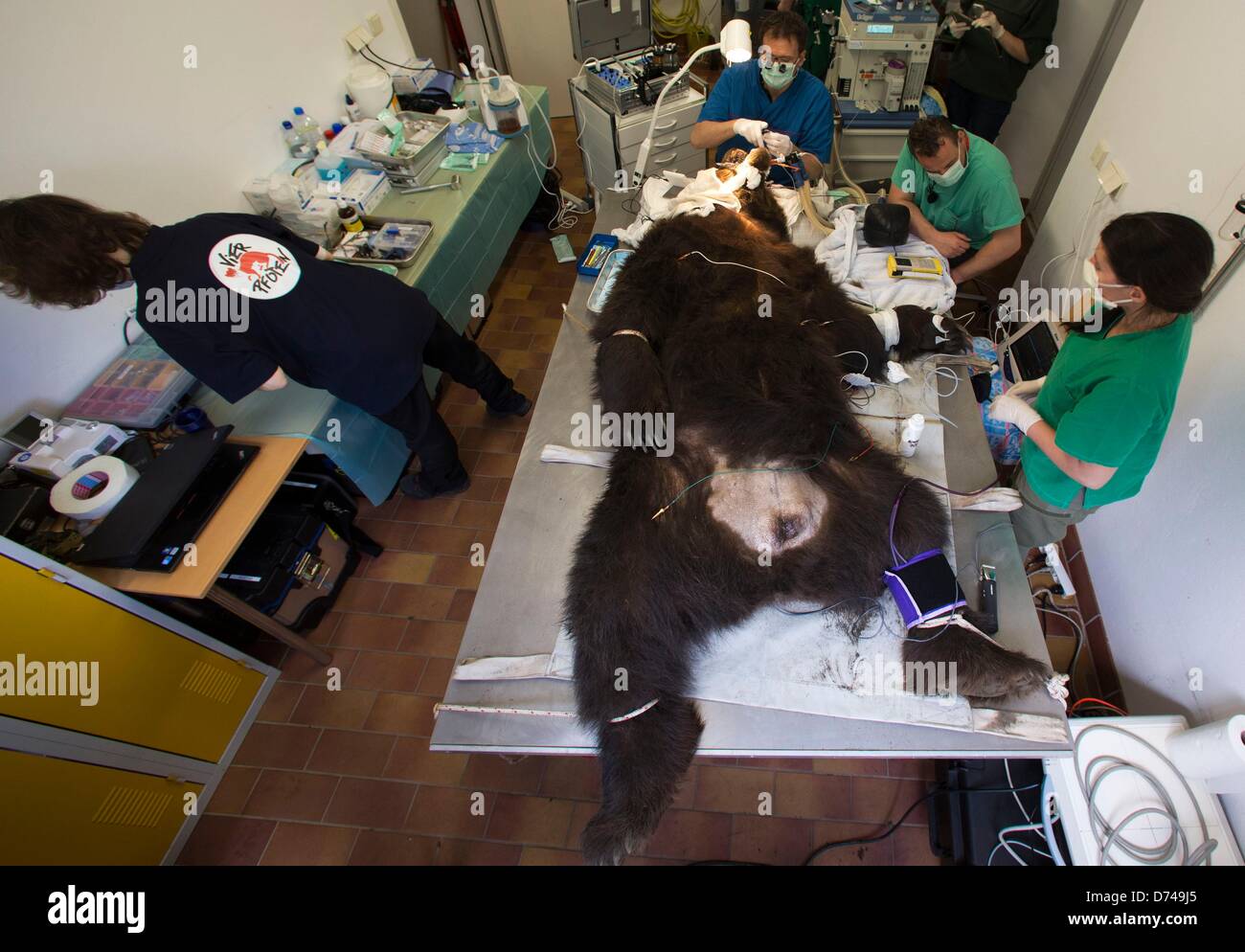 Dentist Marc Losse examines the teeth of a 20-year-old brown bear Siggi