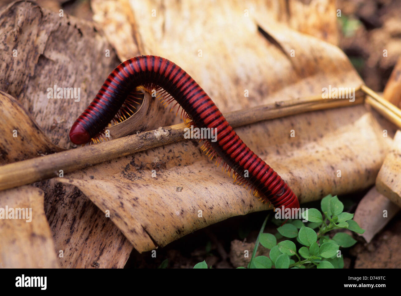 Mandragappa Insect Madagascar, Near Moramanga, Mandraka, Centipede Stock Photo - Alamy