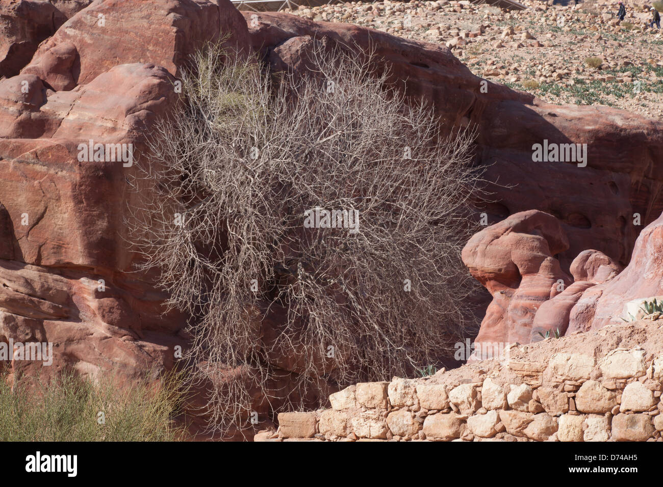 Abstract natural red stone and bush, from Petra, Jordan, for background or where texture is needed Stock Photo