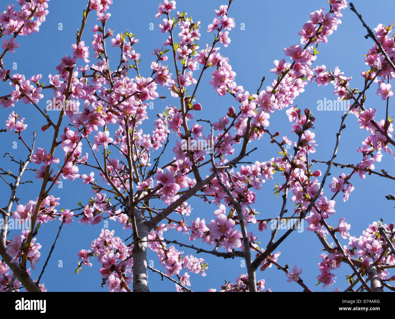 Peach trees in bloom, spring season background image Stock Photo - Alamy