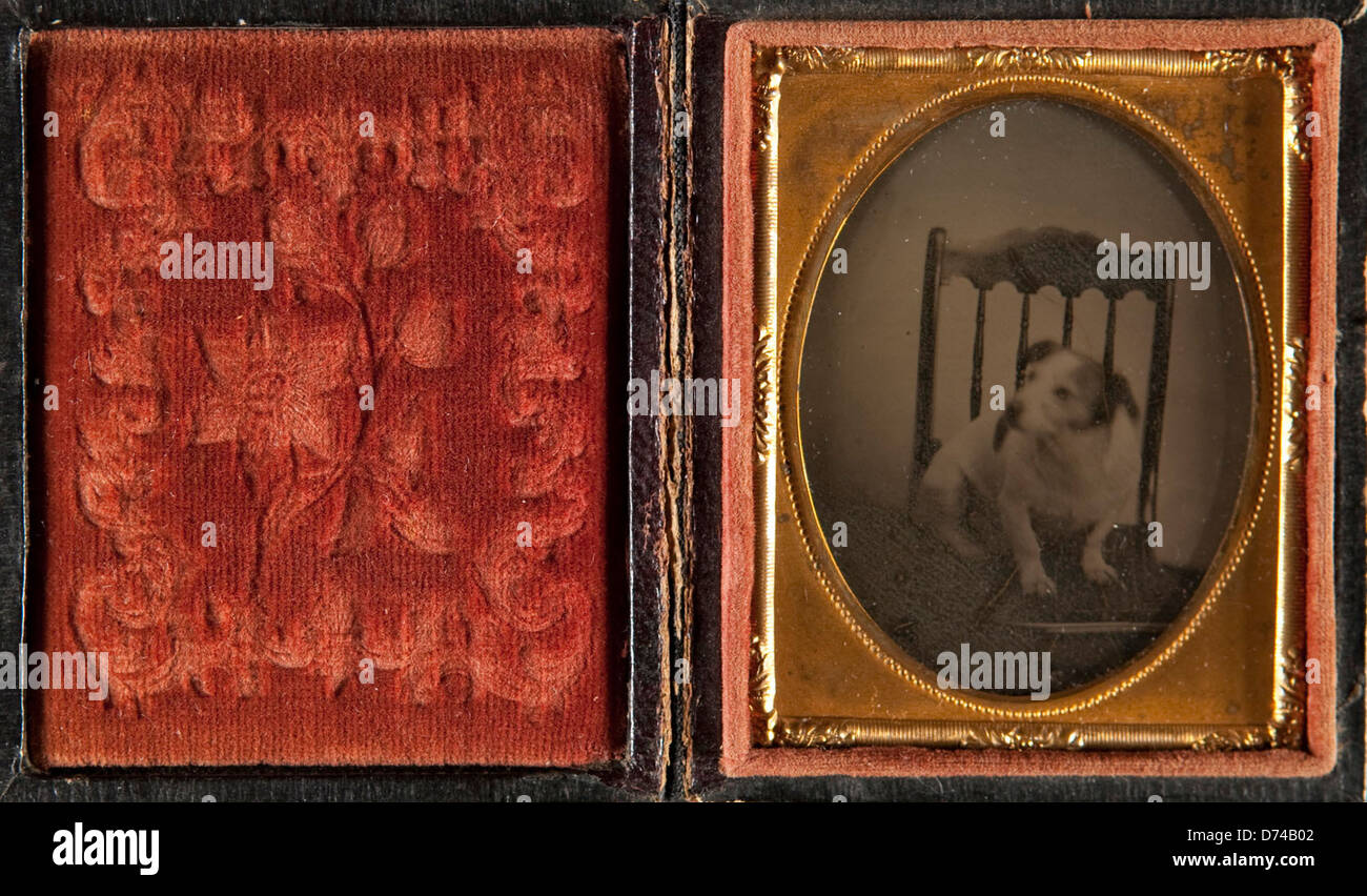 Portrait of a Dog Stock Photo Alamy