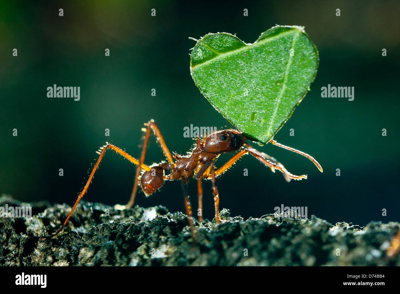 A leaf cutter ant carrying a heart shaped leaf. Stock Photo