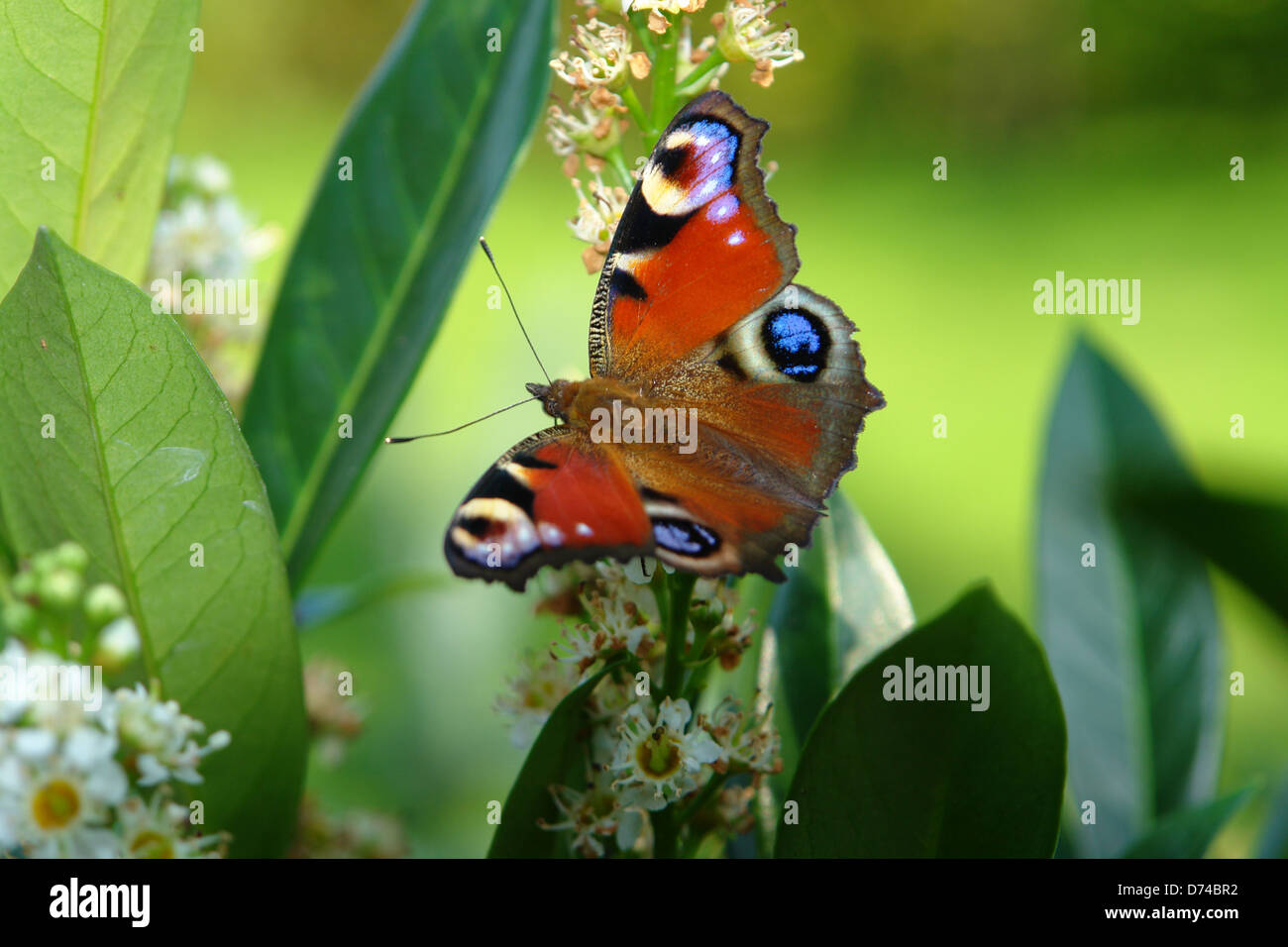 peacock butterfly and leaves in green sunny back Stock Photo - Alamy