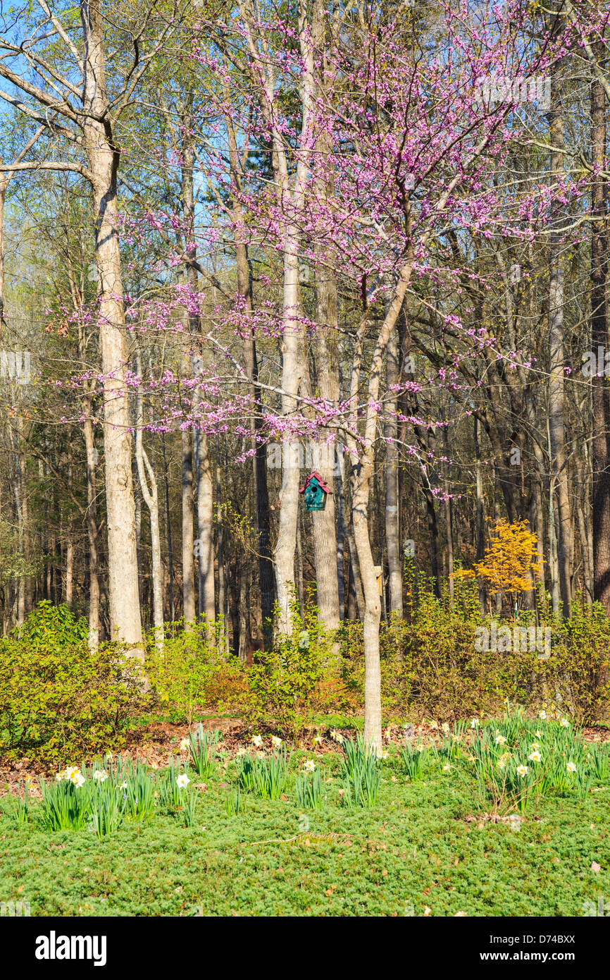A colorful birdhouse in the branches of a tree in the first blooms of spring. Stock Photo