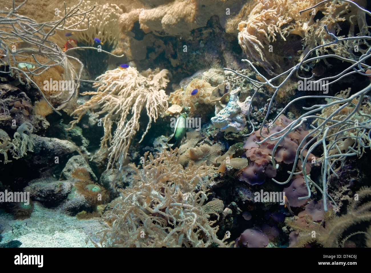 underwater scenery showing a colorful coral reef detail with various animal species Stock Photo