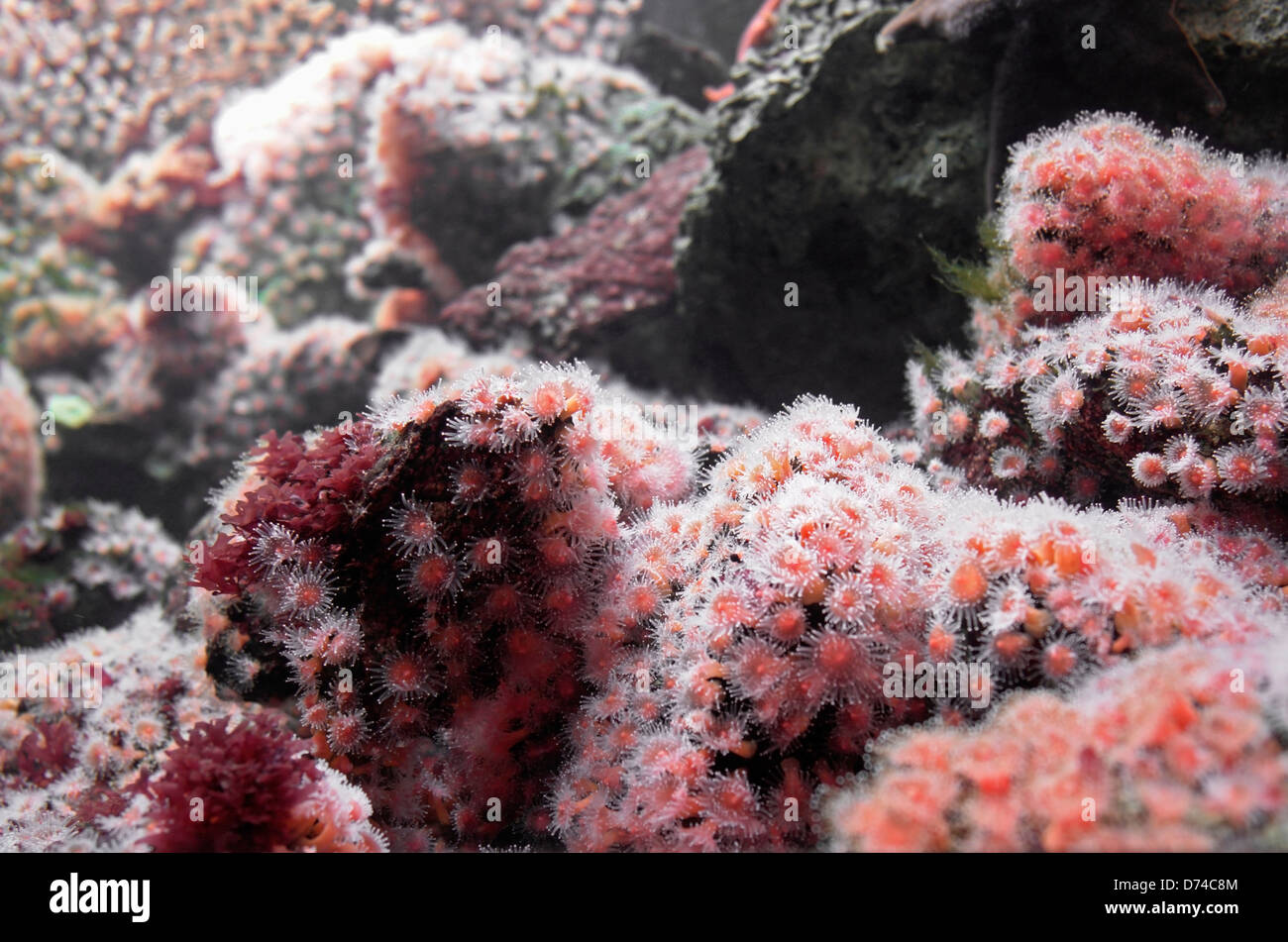 underwater scenery with lots of sea anemones Stock Photo