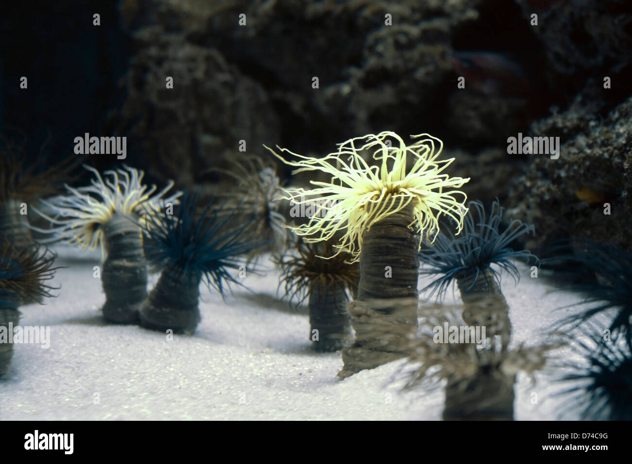 underwater scenery with some of sea anemones located on sandy ground Stock Photo