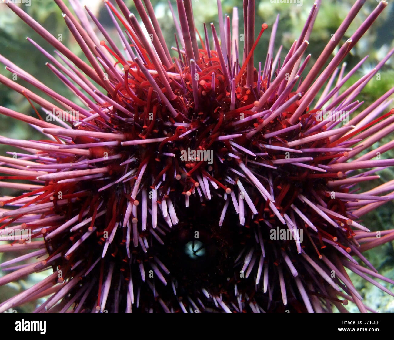 detail-of-a-red-sea-urchin-stock-photo-alamy