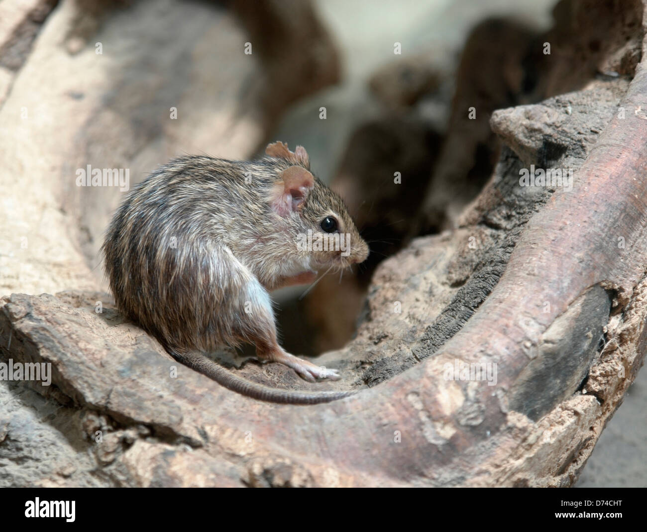 striped grass mouse in a knothole Stock Photo