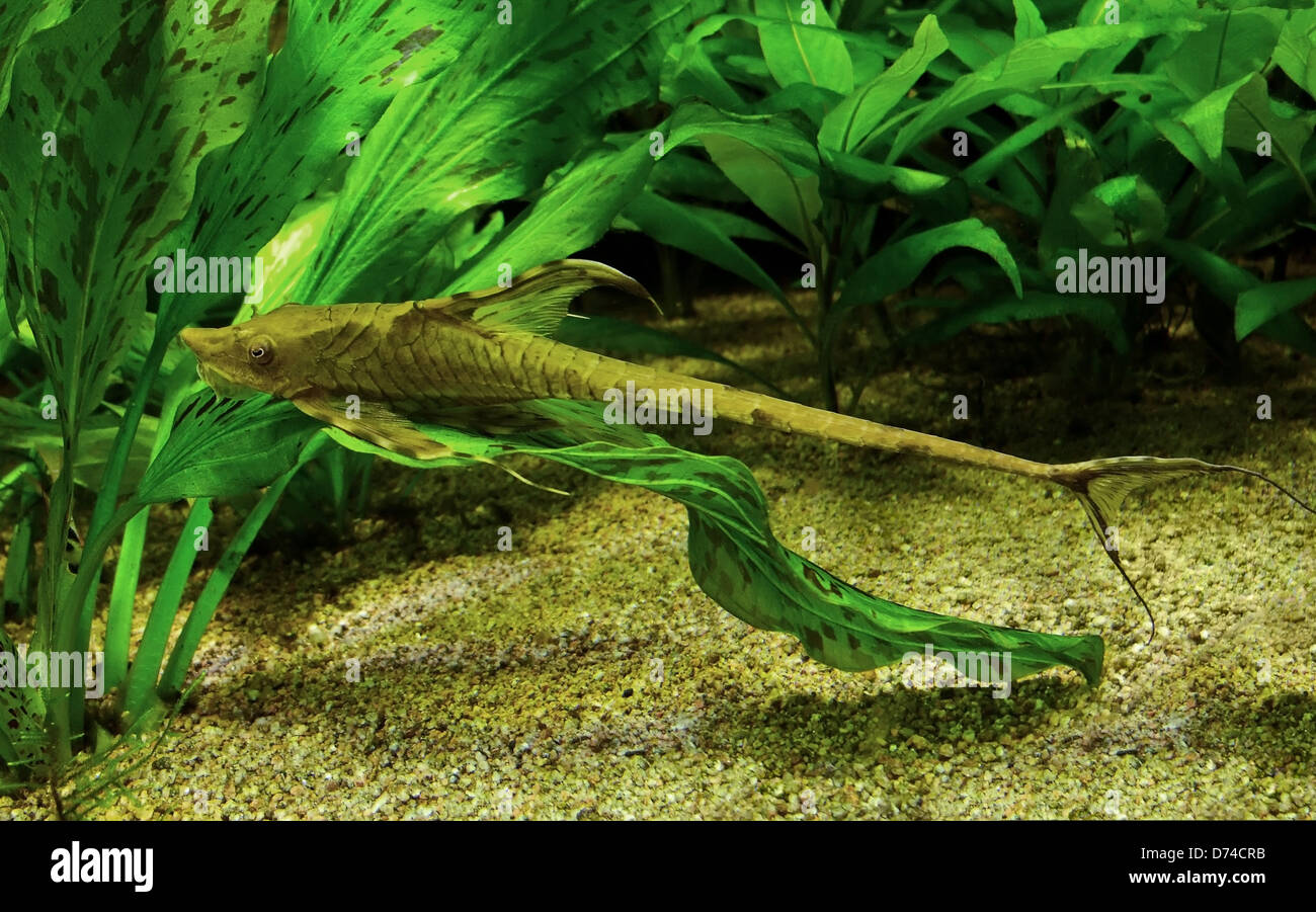 underwater scenery including a whiptail catfish in natural ambiance Stock Photo