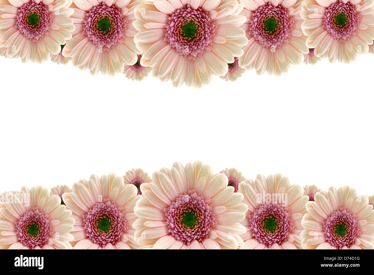 Pink gerbera daises Stock Photo