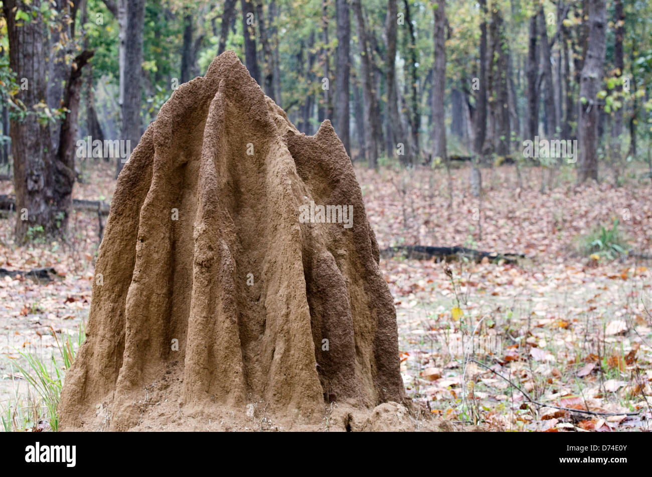 termite mound,hill,madhya pradesh,india Stock Photo
