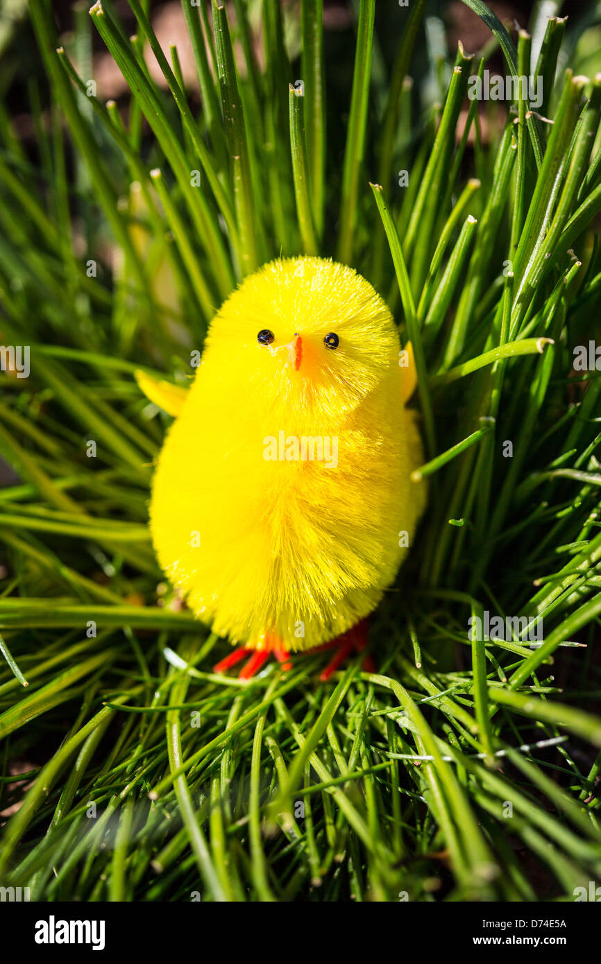 A little chic is hiding in a tall bunch of grass for the kids to find. Stock Photo