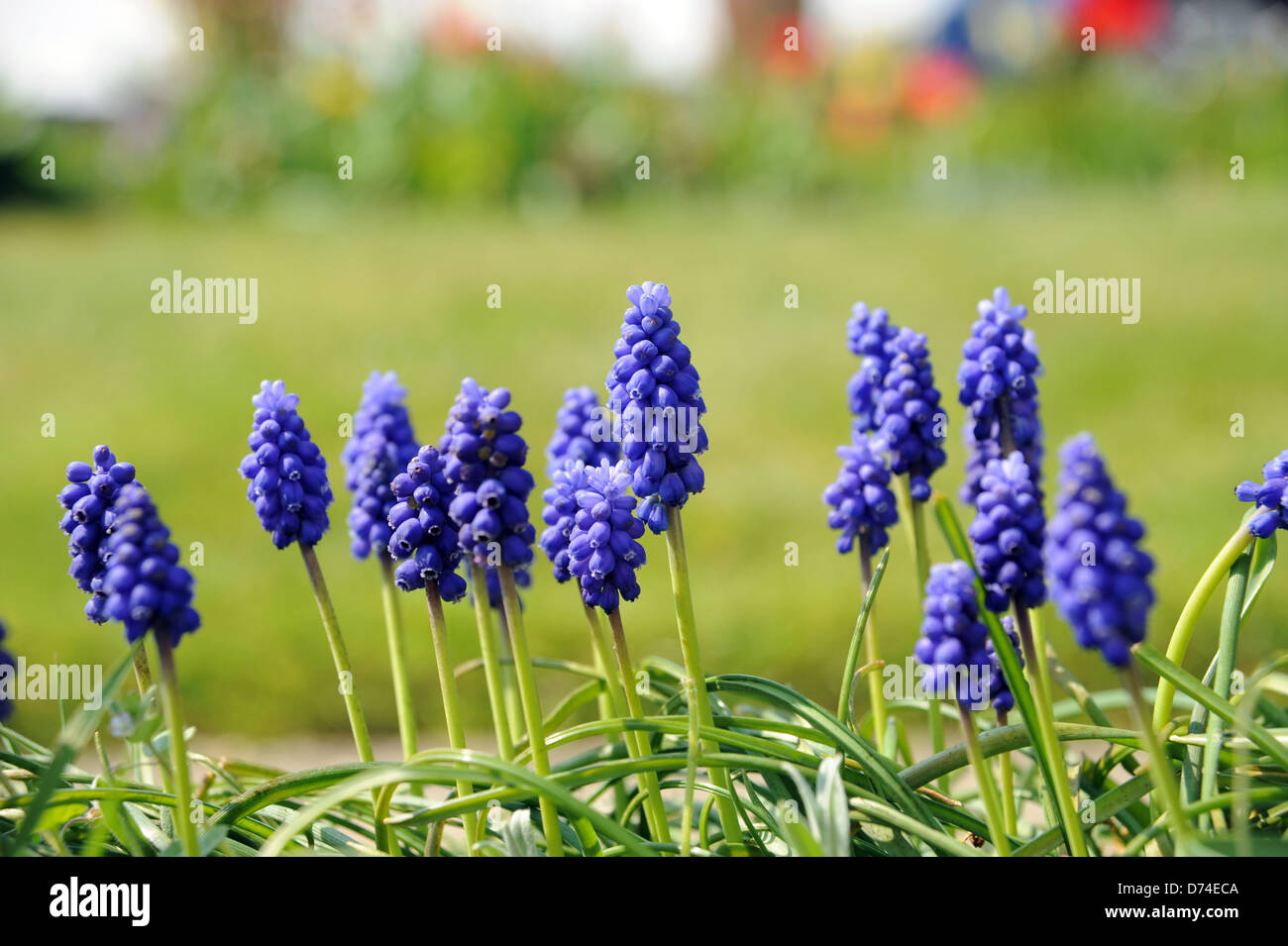 Blue grape hyacinth plants in garden in spring sunshine UK Stock Photo