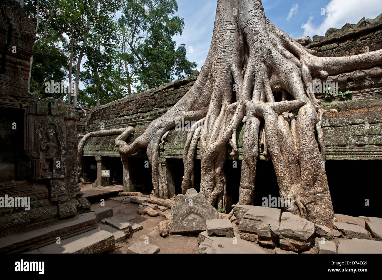 Silkcotton tree roots. Ta Prohm temple. Angkor. Cambodia Stock Photo