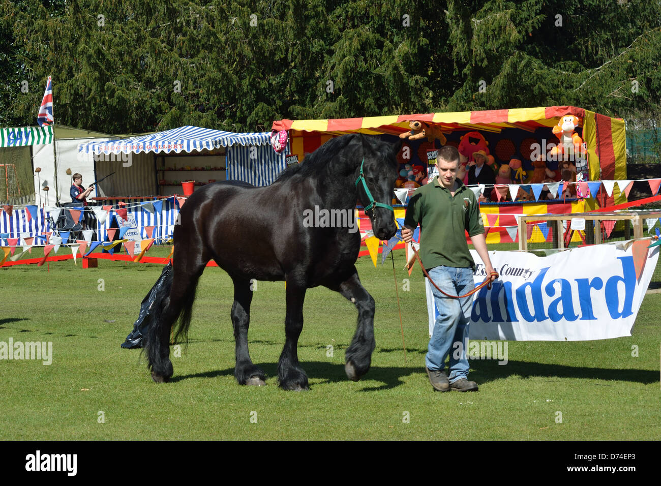 Black shire horse hi-res stock photography and images - Alamy
