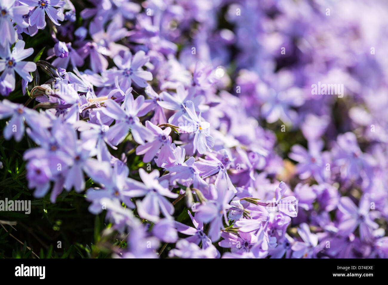 A close up shot of a patch of purple phlox marks the start of spring in the Carolinas. Stock Photo