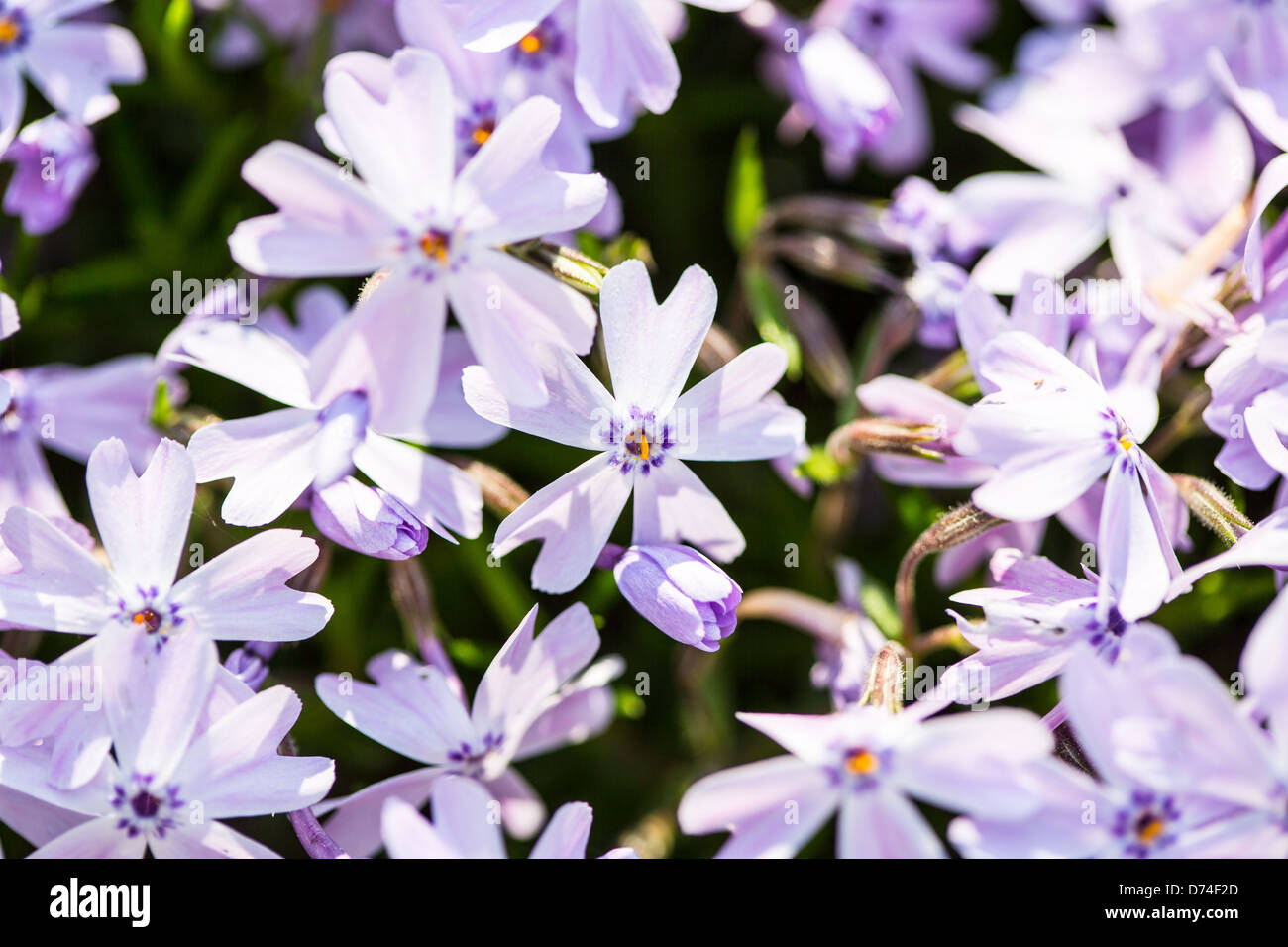 A close up shot of a patch of purple phlox marks the start of spring in the Carolinas. Stock Photo