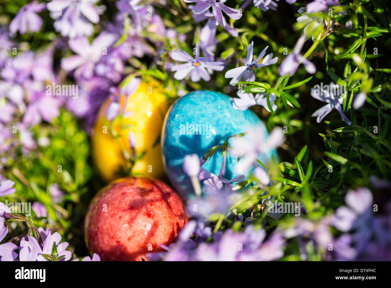 Alabaster Easter eggs hidden in a patch of wild Phlox for the kids to find. Stock Photo