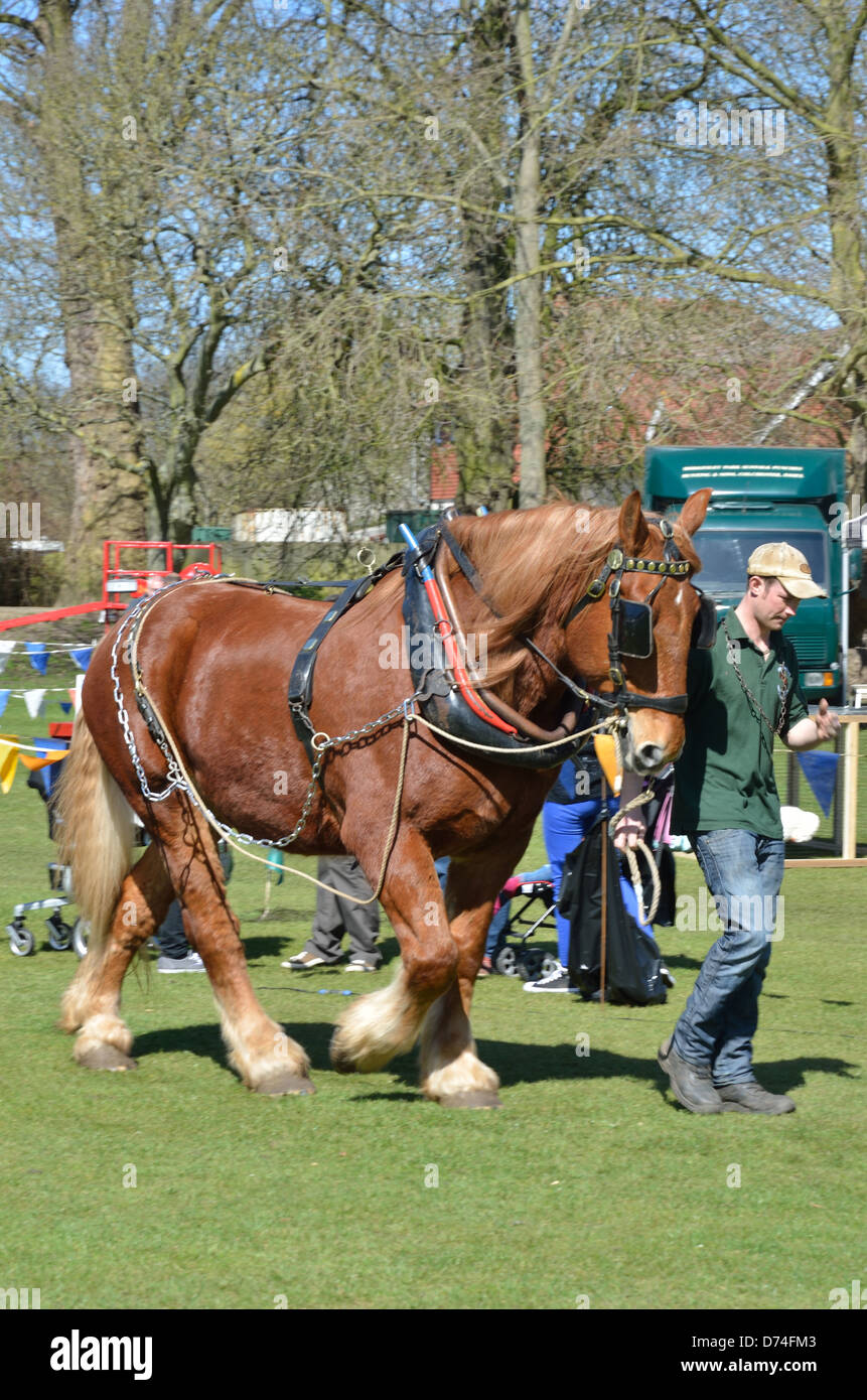 Suffolk Punch horse being led Stock Photo Alamy