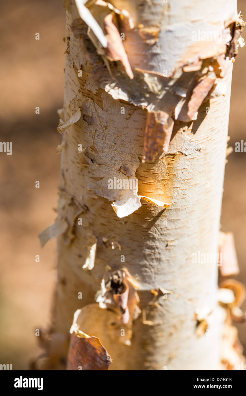 A Birch tree sheds its bark with the arrival of spring Stock Photo Alamy