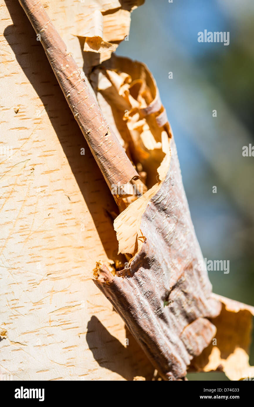 A Birch tree sheds its bark with the arrival of spring Stock Photo Alamy