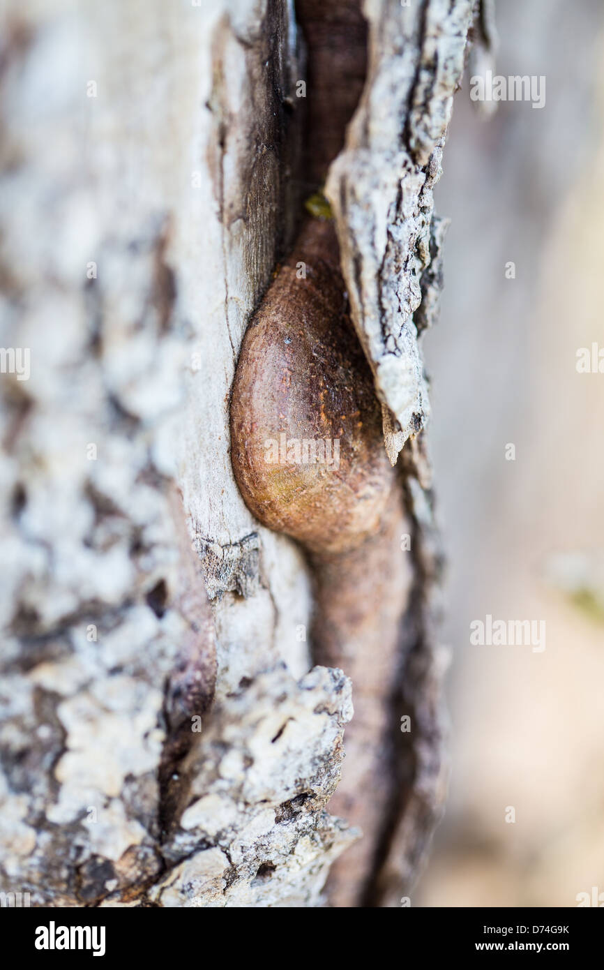 A tree heals itself by filling in a wound in the bark. Stock Photo