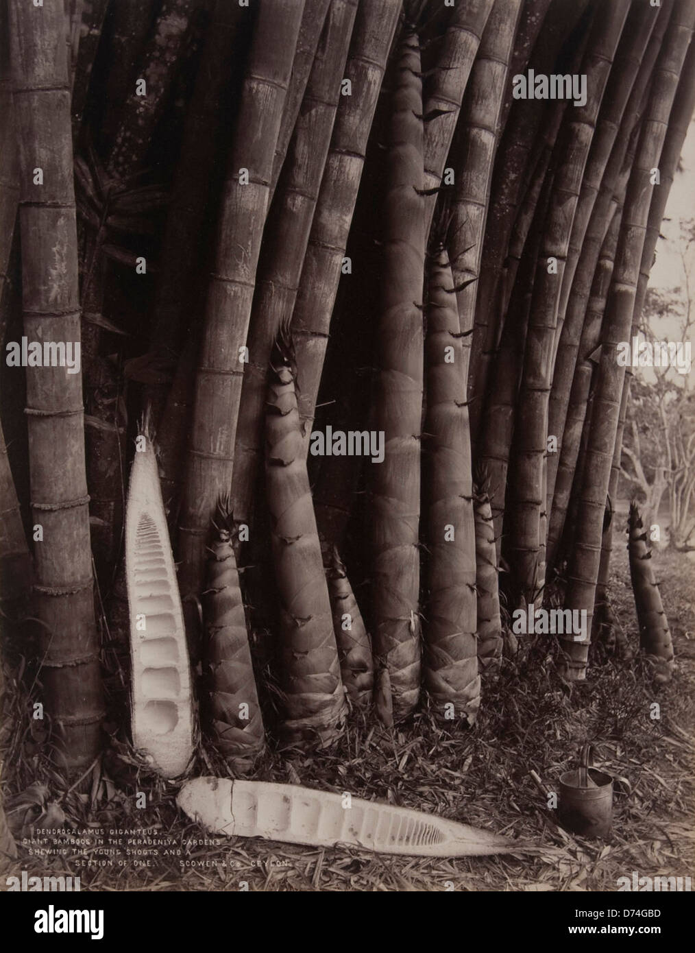 Giant Bamboos in the Peradeniya Gardens Stock Photo