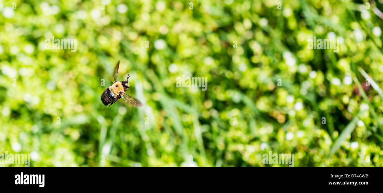 A bumble bee flies aroung the neighborhood gathering pollen. Stock Photo