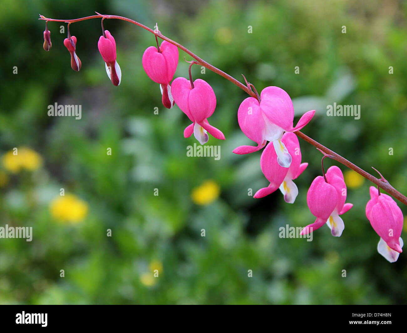 bleeding heart flowers (Dicentra Spectabils) in springtime closeup background Stock Photo