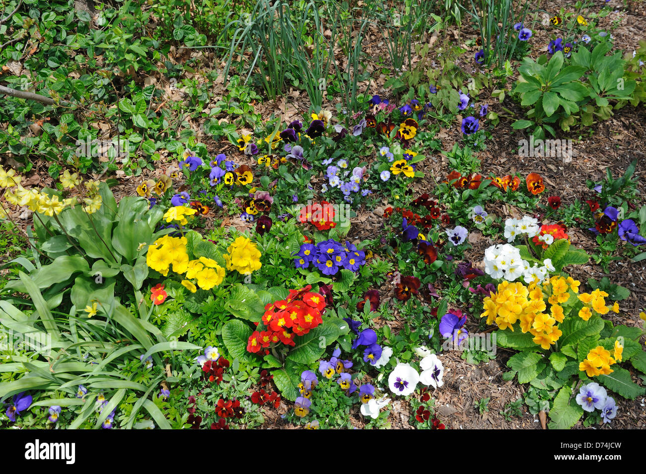 Primroses Pansies Pagoda Flowers And Johnny Jump Ups Growing In Stock Photo Alamy