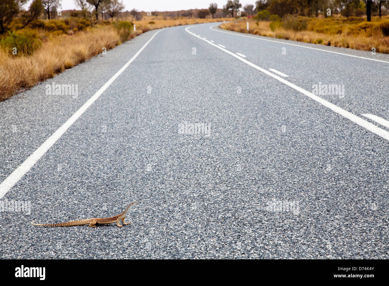 Gecko Uluru Australian desert animals hi-res stock photography and images - Alamy