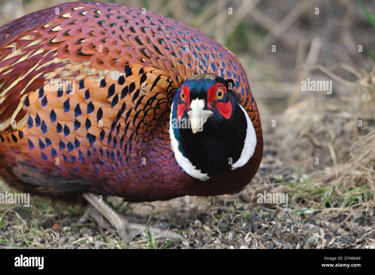 Potrait of a male Pheasant Stock Photo