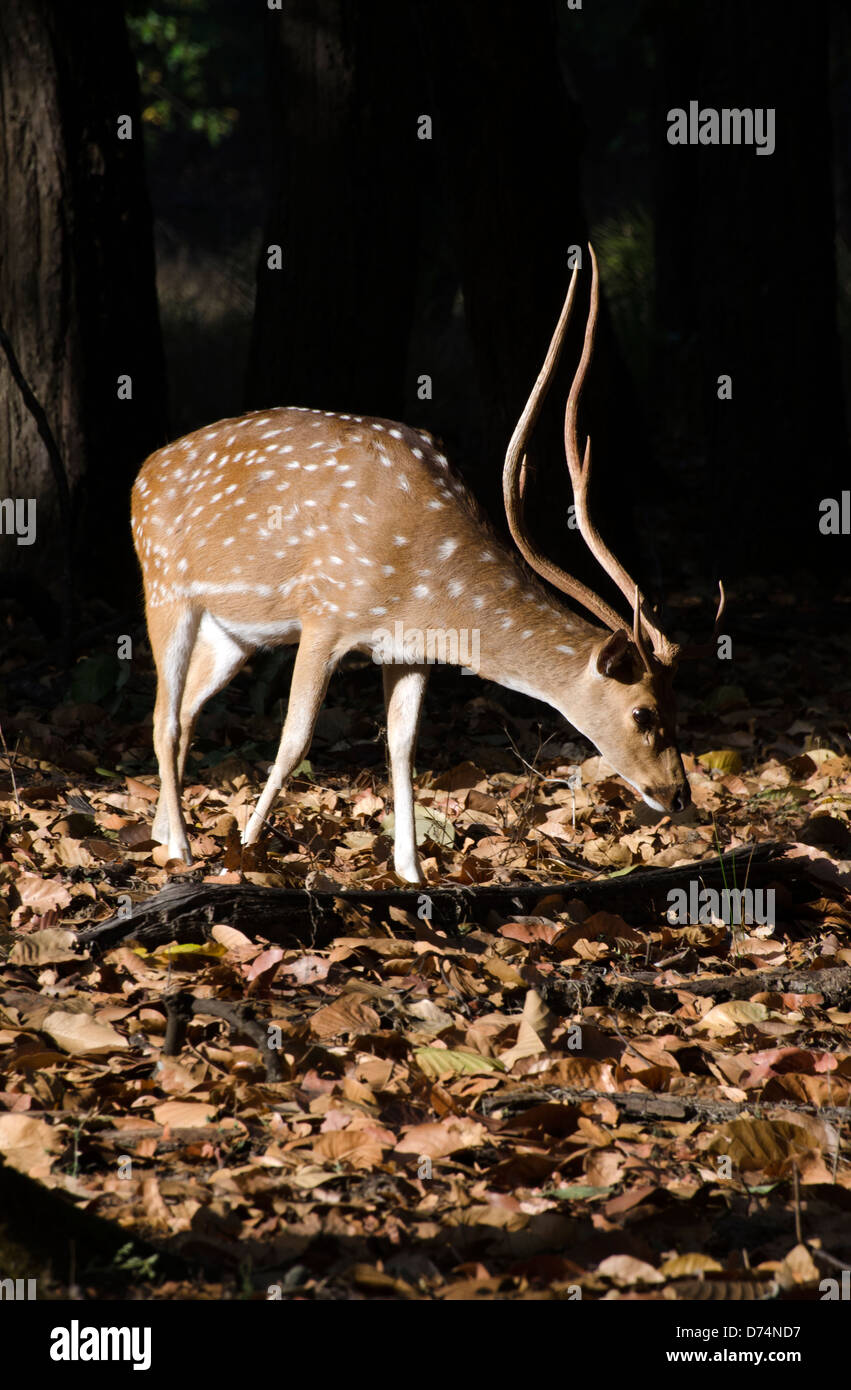 spotted deer,chital,axis axis,stag,madhya pradesh,india Stock Photo