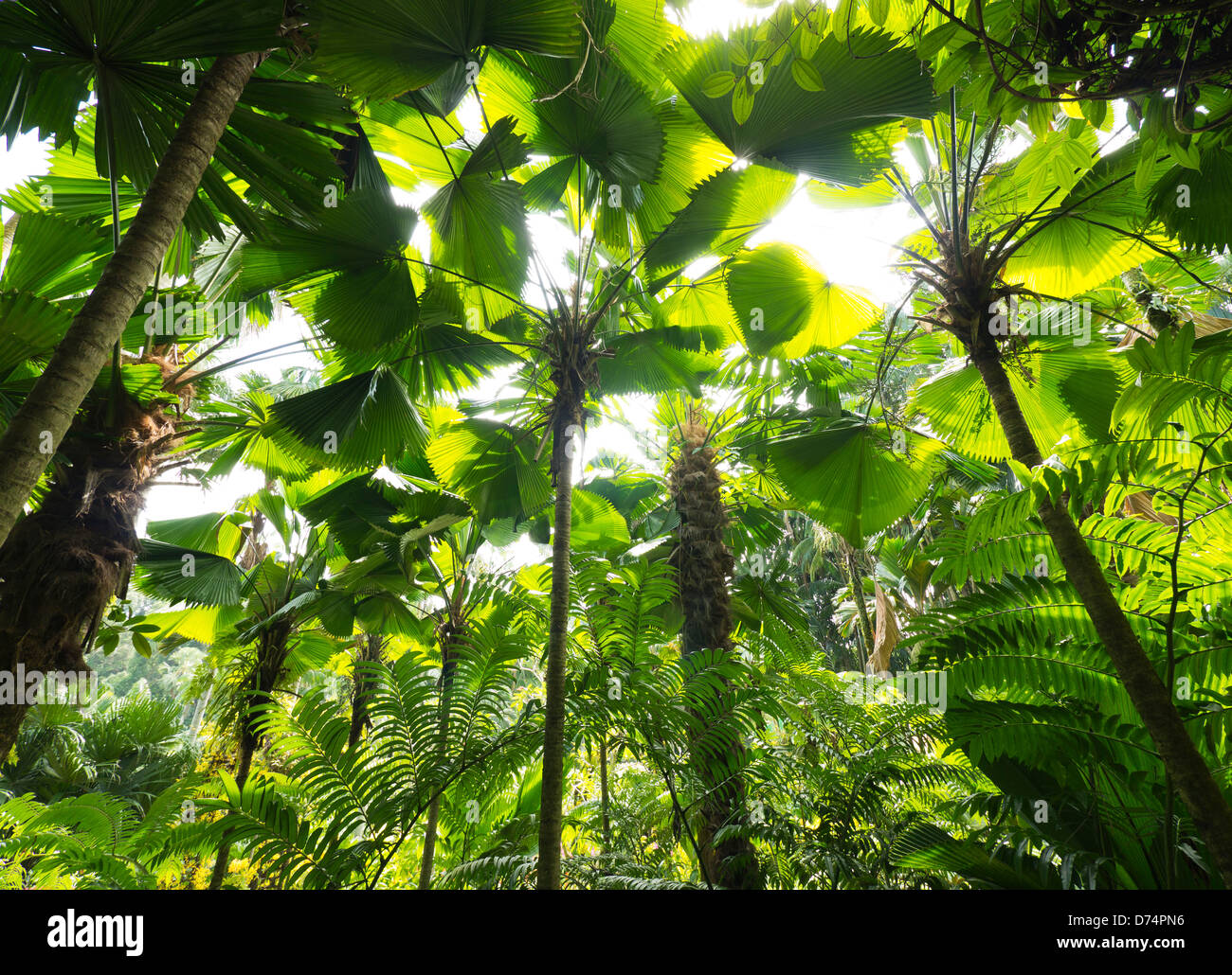 Interior of rain forest, Botanical Gardens, Singapore Stock Photo