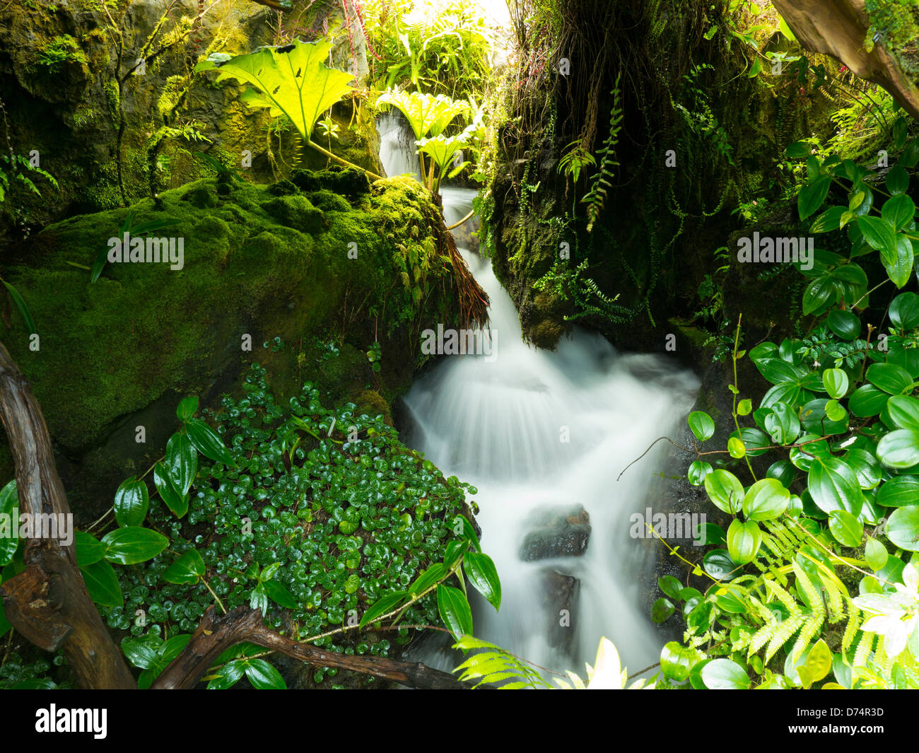 Rain forest Waterfall, Malaysia. Asia Stock Photo