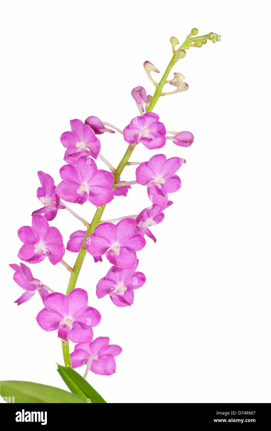 Purple orchid blooming isolated on white background, Ascocentrum ampullaceum Stock Photo