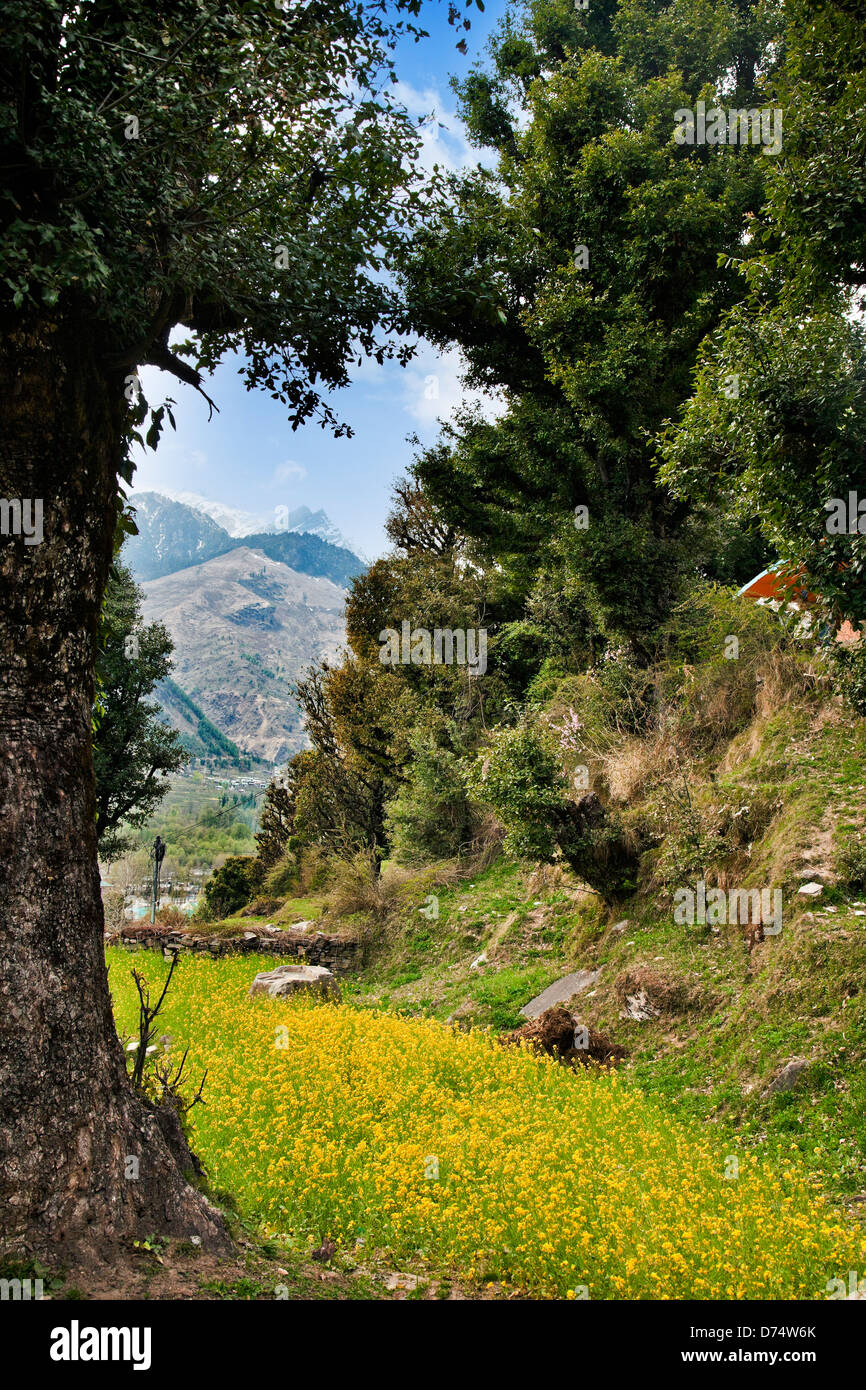 Trees on a hill, Manali, Himachal Pradesh, India Stock Photo Alamy